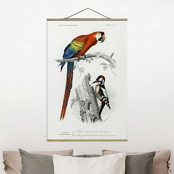 Stoffbild Tiere mit Posterleisten - Hochformat Vintage Lehrtafel Papagei Ro günstig online kaufen
