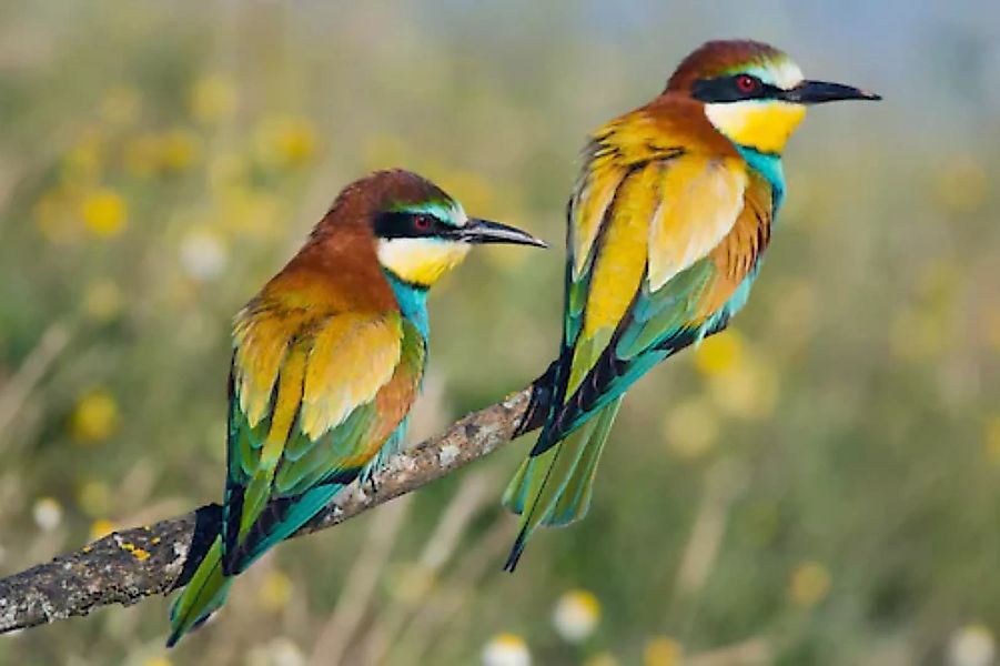 Papermoon Fototapete »Vogelpaar« günstig online kaufen