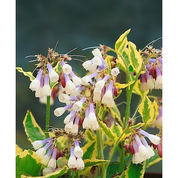 Symphytum Grandiflorum Goldsmith Kaukasus Beinwell Ca. 9x9 cm Topf günstig online kaufen