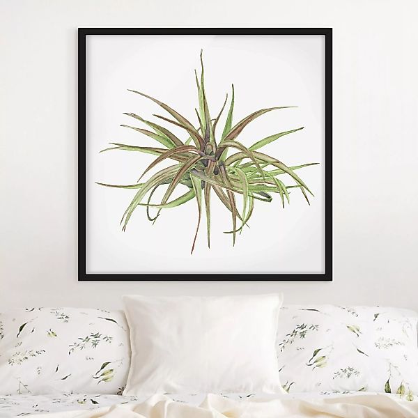 Bild mit Rahmen Blumen - Quadrat Luftpflanze Aquarell II günstig online kaufen