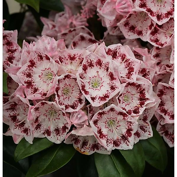 Großer Berglorbeer Ginkona 30-40cm - Kalmia,atifolia günstig online kaufen