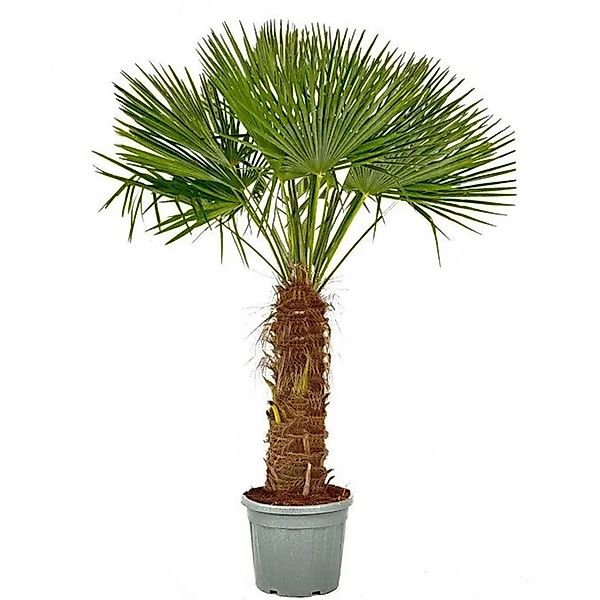 Sunny-Tree Trachycarpus Fortunei Chinesische Fächerpalme 240 cm Stammhöhe 8 günstig online kaufen
