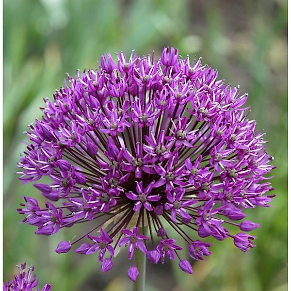 Riesenlauch - Allium giganteum günstig online kaufen