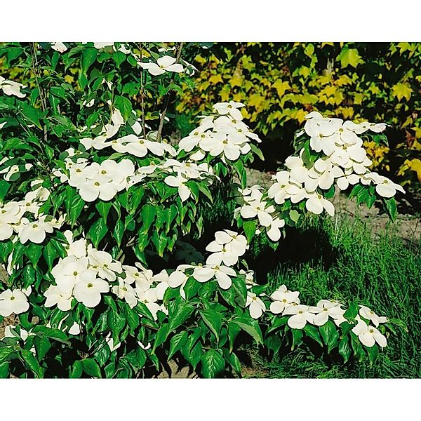 Cornus Florida Blumen-Hartriegel 40-60 cm günstig online kaufen