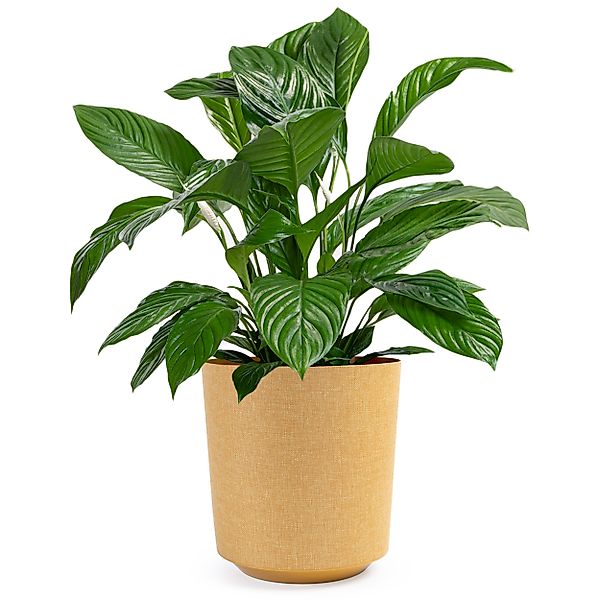 KONZEPT Blumentopf Pflanztopf in Textil-Optik (1 günstig online kaufen