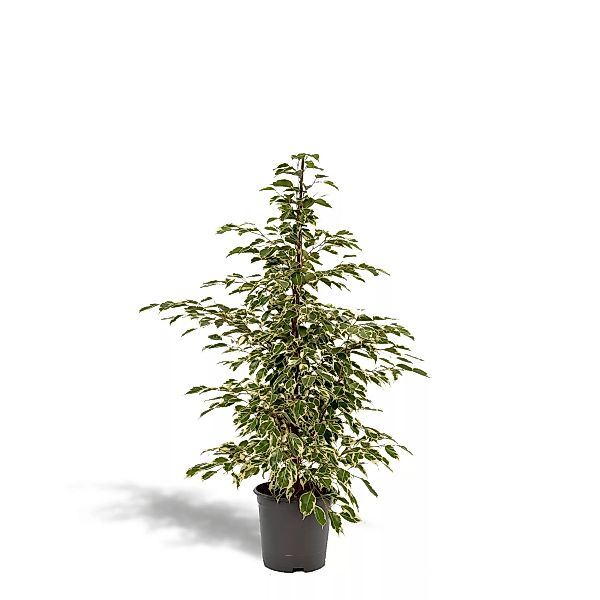 Hello Plants | Ficus Benjamina Twilight günstig online kaufen