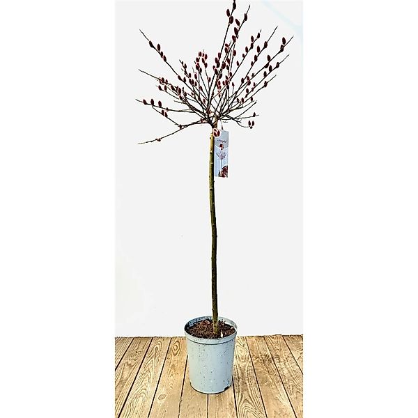 Salix Rotkätzchen Weide Rote Kätzchen 50 cm Stammhöhe günstig online kaufen