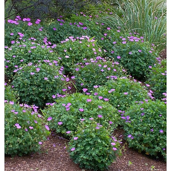 Storchenschnabel Bloom Time - Geranium wallichianum günstig online kaufen