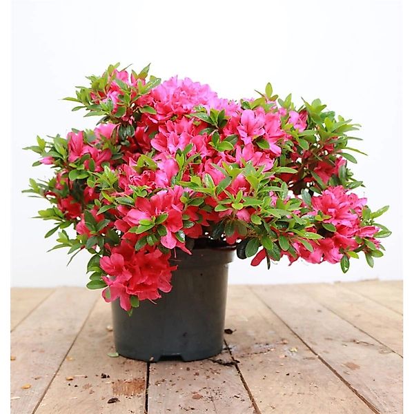 Rhododendron Obtusum Kermesina Azalee Karmesinrot 20–25 cm günstig online kaufen