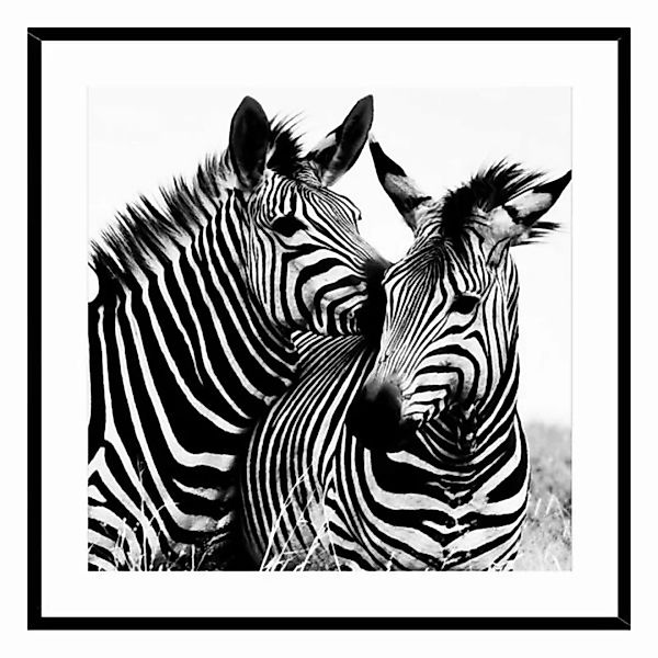 Bild Zebra Kristall (2 X 50 X 50 Cm) günstig online kaufen