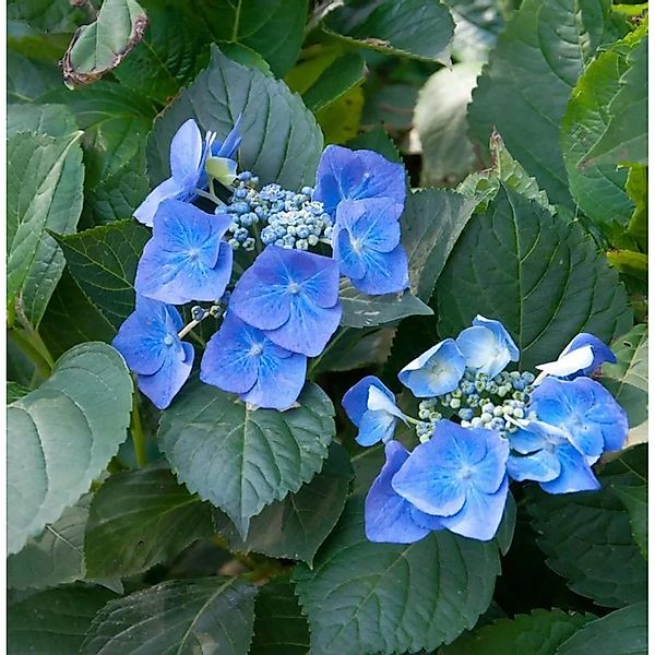Bauernhortensie Blaumeise 40-60cm - Hydrangea macrophylla günstig online kaufen