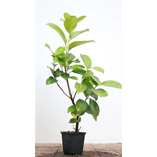Prunus laurocerasus 'Rotundifolia' 40-60 cm günstig online kaufen