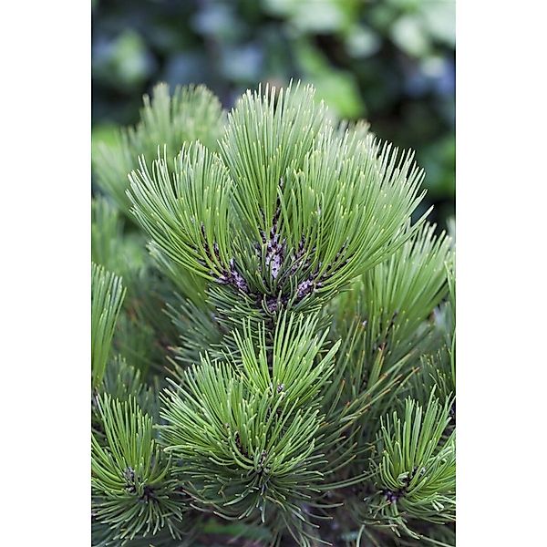 Pinus Heldreichii Den Ouden Bosnische Kiefer 20–25 cm günstig online kaufen
