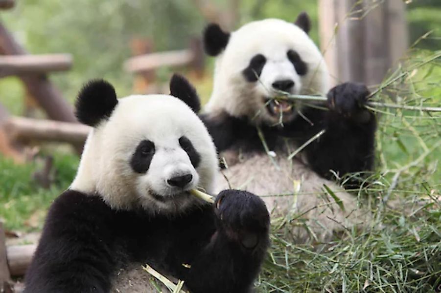 Papermoon Fototapete »Riesige Pandas« günstig online kaufen