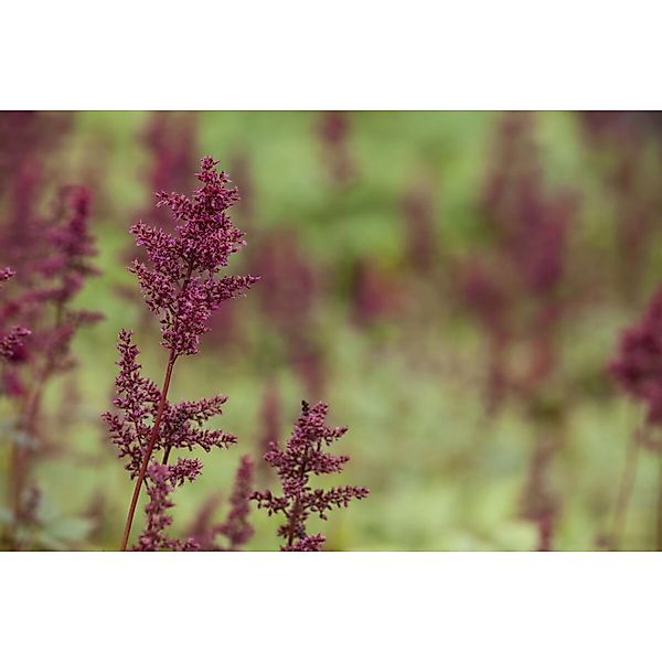 Astilbe X Arendsii Glut Prachtspiere Ca. 9x9 cm Topf günstig online kaufen