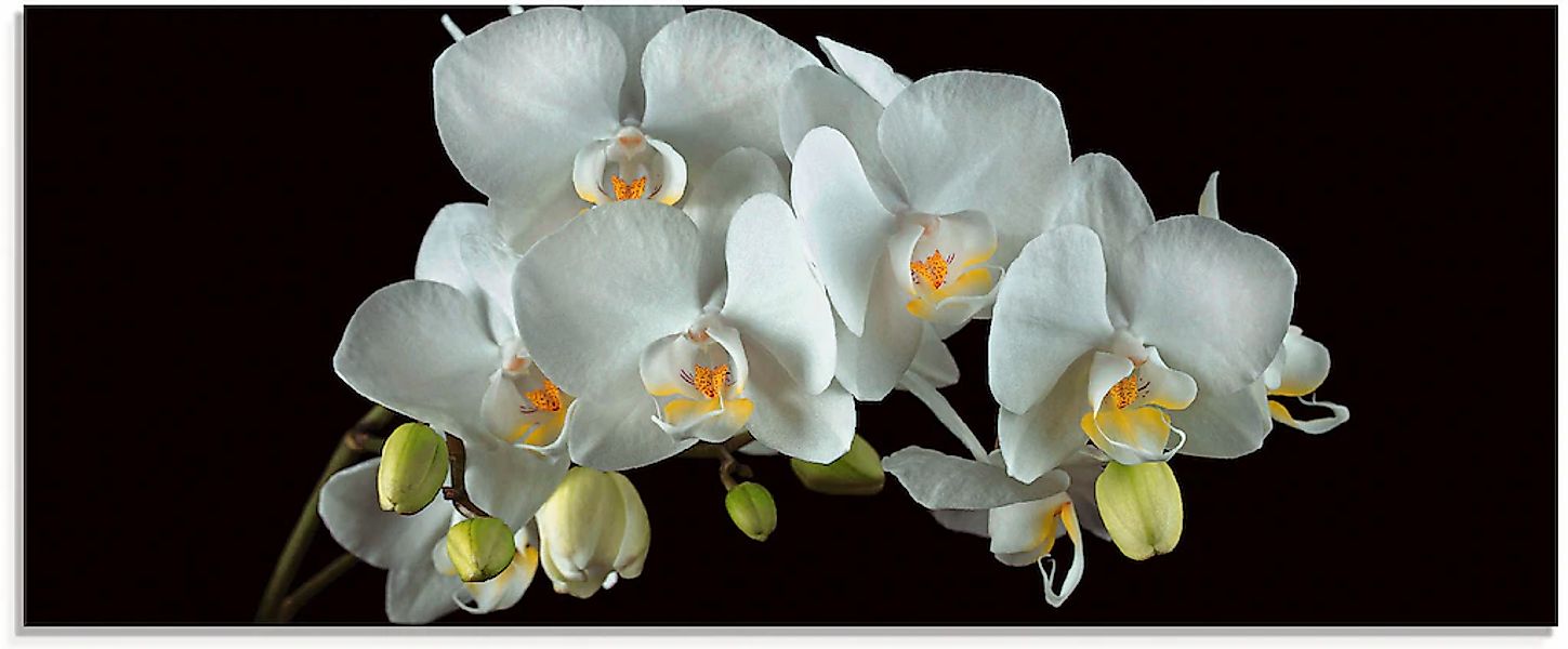 Artland Glasbild "Weiße Orchidee auf schwarzem Hintergrund" Blumen 1 Stk. t günstig online kaufen
