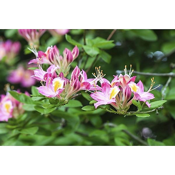 Rhododendron Luteum Soir De Paris Gelb 30–40 cm günstig online kaufen