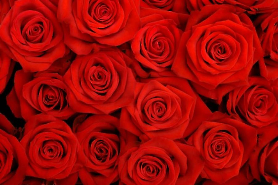 Papermoon Fototapete »Red Roses« günstig online kaufen