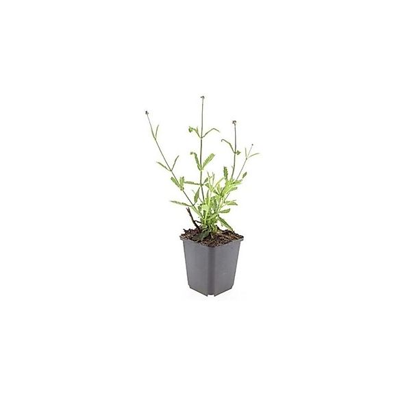 Exotenherz Zierstaude Eisenkraut Verbena Bonariensis Lollipop 9cm Topf Set günstig online kaufen
