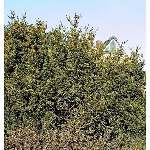 Eibe Hillii 80-100cm - Taxus media günstig online kaufen