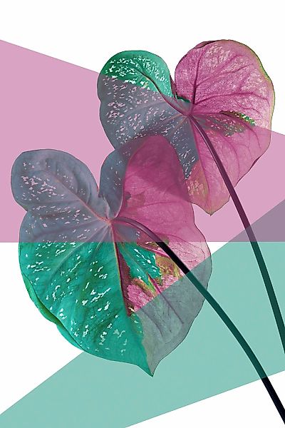 queence Acrylglasbild "Blätter" Blätter  Blätterbilder  Kunst  Pflanzen  Pf günstig online kaufen