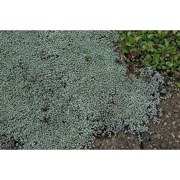 Raoulia Australis Silberkissen Ca. 9x9 cm Topf günstig online kaufen