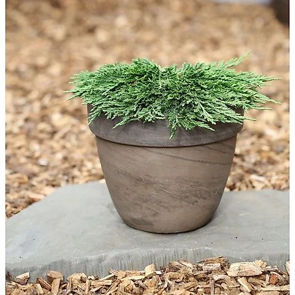 Teppichwacholder Pancake 20-25cm - Juniperus horizontalis günstig online kaufen