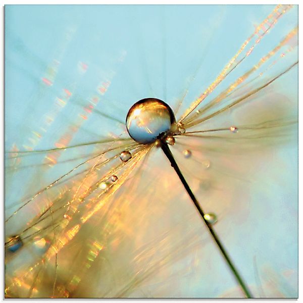 Artland Glasbild "Pusteblume Tautropfen II" Blumen 1 Stk. tlg. in verschied günstig online kaufen