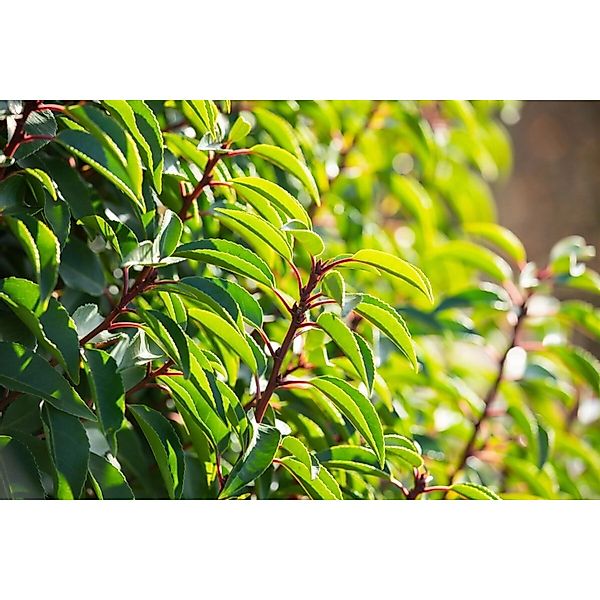 Prunus lusitanica 175-200 cm günstig online kaufen