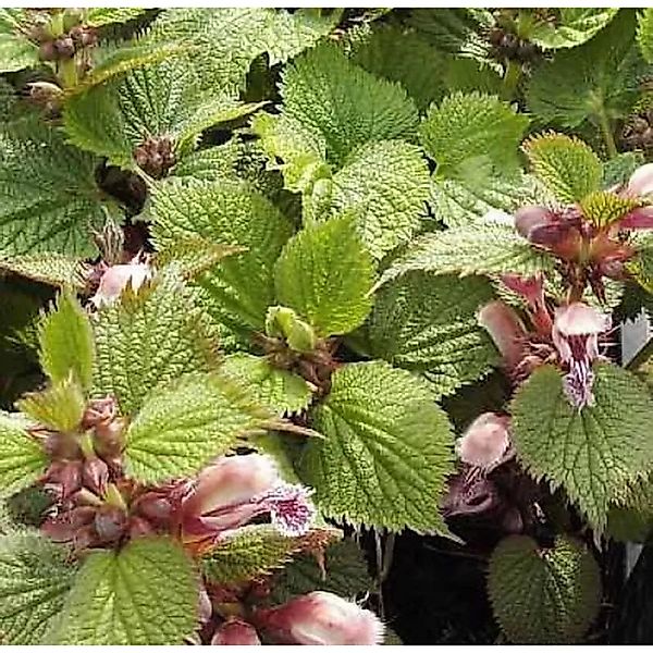 Große Waldnessel - Lamium orvala günstig online kaufen