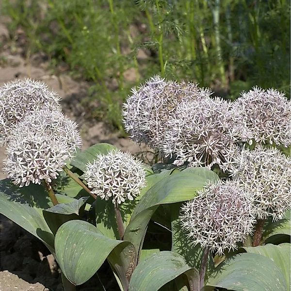 Blauzungenlauch - Allium karataviense günstig online kaufen