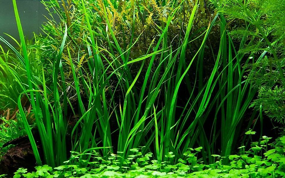 Aquaone Wasserpflanze Aquarium Pflanze Cyperus helferi Wasserpflanzen Topf günstig online kaufen