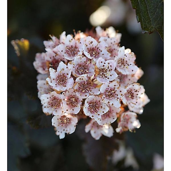 Hochstamm Fasanenspiere Summer Wine 80-100cm - Physocarpus opulifolius günstig online kaufen