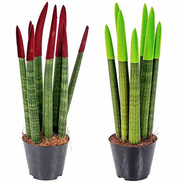 Casa Caron | 2er-Set Sansevieria Sweet günstig online kaufen