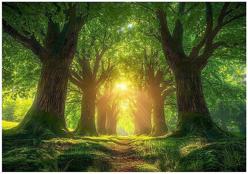 Wallarena Fototapete Wald Sonne Natur Vlies günstig online kaufen