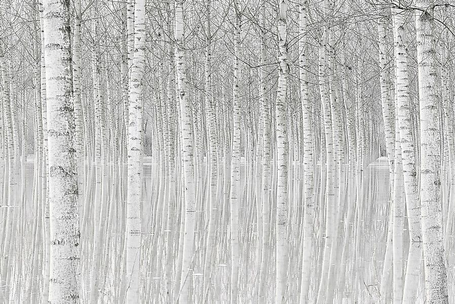 Papermoon Fototapete "Photo-Art AGLIONI SIMONE, BÄUME" günstig online kaufen
