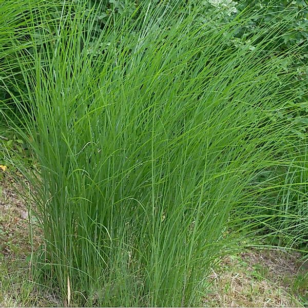 Chinaschilf Gracillimus - Miscanthus sinensis günstig online kaufen