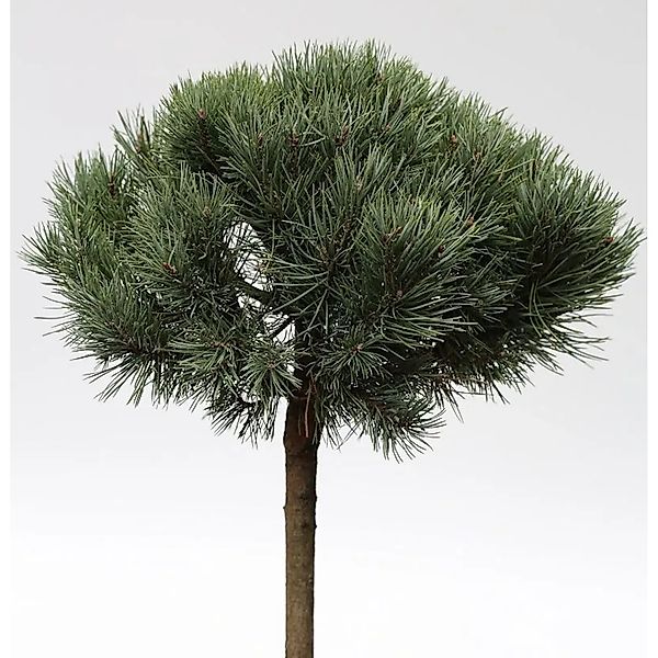 Hochstamm Silberkiefer 40-60cm - Pinus sylvestris günstig online kaufen