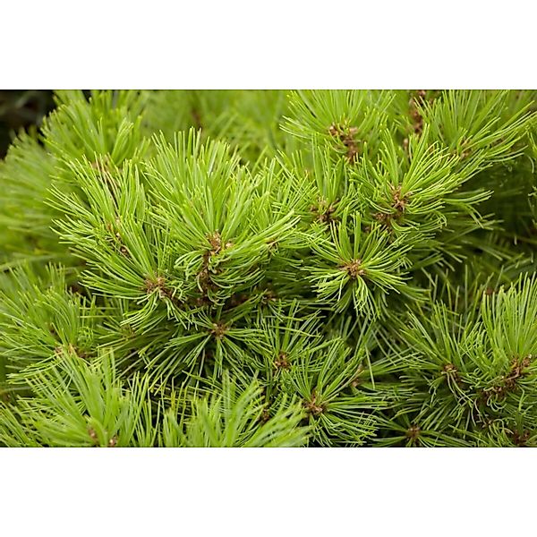 Pinus Densiflora Low Glow Japanische Rotkiefer Kompakt 50 cm Stammhöhe günstig online kaufen