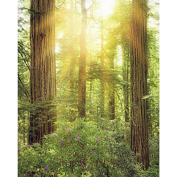 Komar Fototapete Redwood B/L: ca. 200x250 cm günstig online kaufen