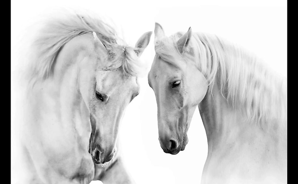 Papermoon Fototapete »Pferde« günstig online kaufen