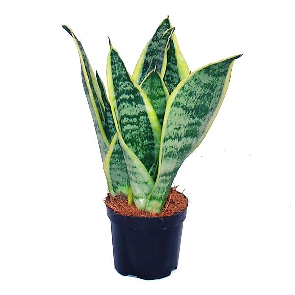 Exotenherz Zimmerpflanze Sansevieria trifasciata - gelb-grüner Bogenhanf - günstig online kaufen