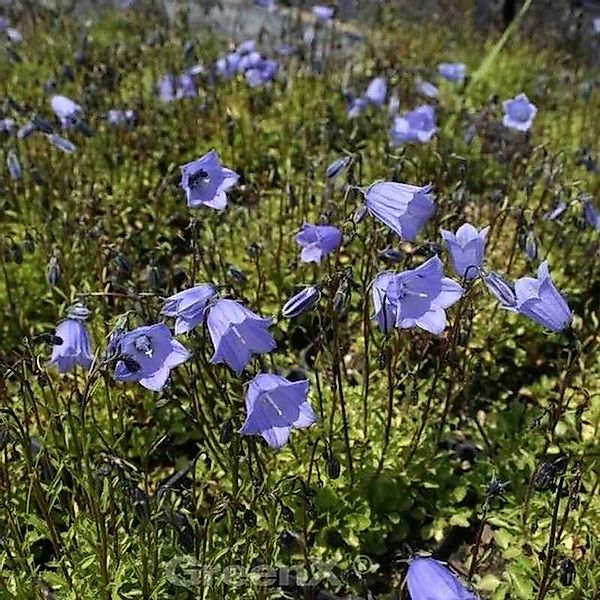 Zwergglockenblume Bavaria Blue - Campanula cochleariifolia günstig online kaufen