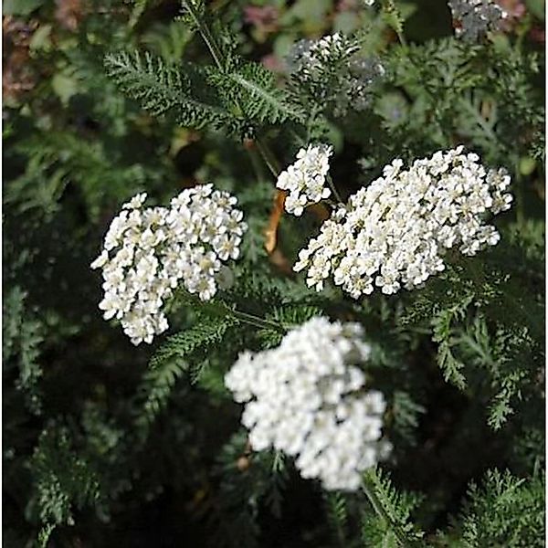 Schafgarbe Schneetaler - Achillea millefolium günstig online kaufen