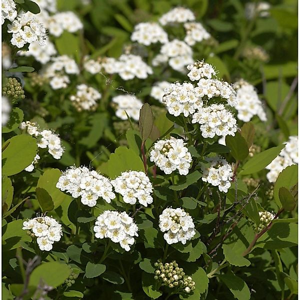 Birkenblättrige Spiere Tor 40-60cm - Spiraea betulifolia günstig online kaufen