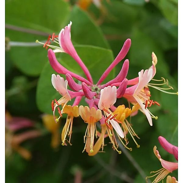 Feuer Geißschlinge 40-60cm - Lonicera heckrottii günstig online kaufen