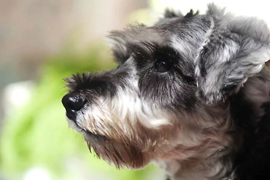 Papermoon Fototapete »Hund« günstig online kaufen