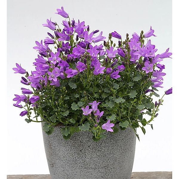 Teppich Glockenblume Resholt - Campanula portenschlagiana günstig online kaufen