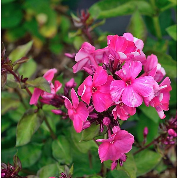 Große Garten-Flammenblume Deep Purple - Phlox paniculata günstig online kaufen