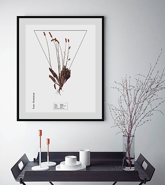 queence Bild »Plantaginaceae«, Pflanzen-Pflanzenbilder-Schriftzug, (1 St.), günstig online kaufen